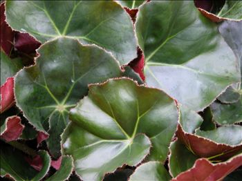 Begonia Beefsteak