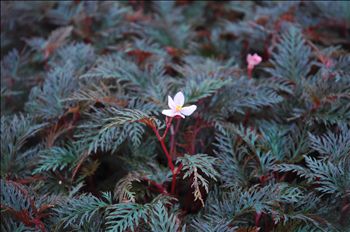 Begonia bipinnatifida