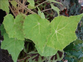 Begonia Snoopy