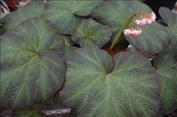 Begonia 'Art Hodes'