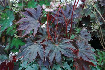 Begonia 'Bandit'