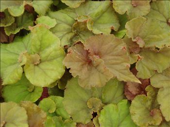 Begonia Reddington Shores
