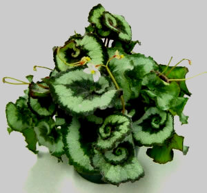 Begonia Rex 'Escargot'