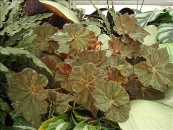 Begonia Twisted Sister