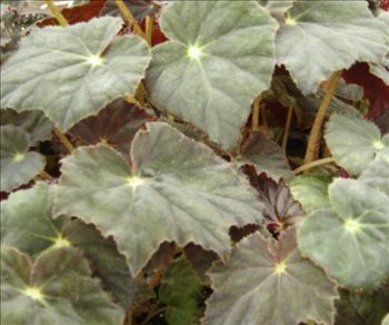 Begonia 'Joe Hayden'