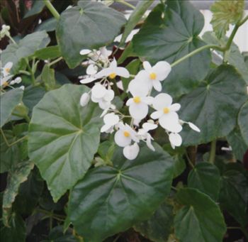 Begonia Odorata 'Alba'