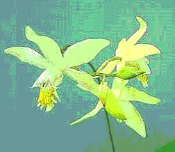 Bletilla ochracea
