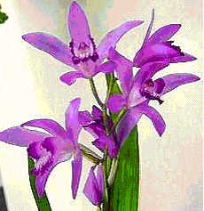 Bletilla striata 'Kuchibeni'