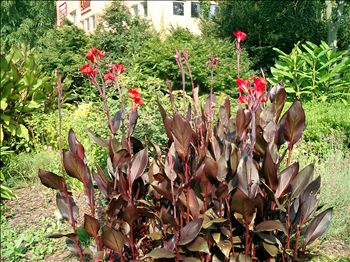 Canna Australia