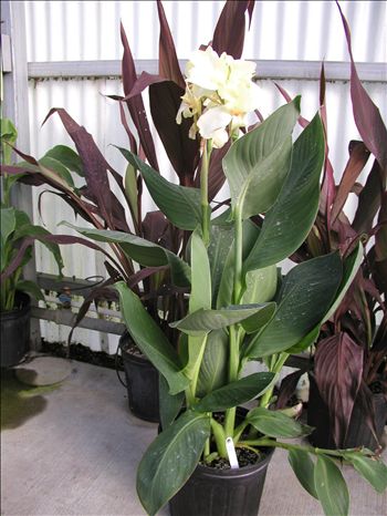 Canna 'Ermine'