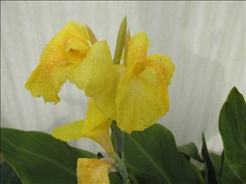 Canna flaccida