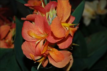 Canna Frecle Face