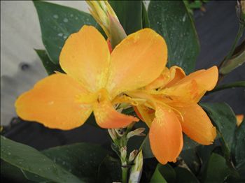 Canna 'Marmalade Skies'