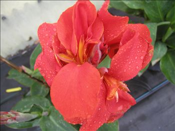 Canna 'Valentine'