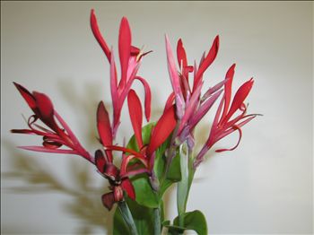 Canna glauca 'Firecracker'