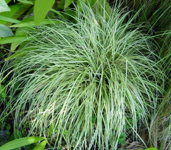 Carex 'Gold Strike'