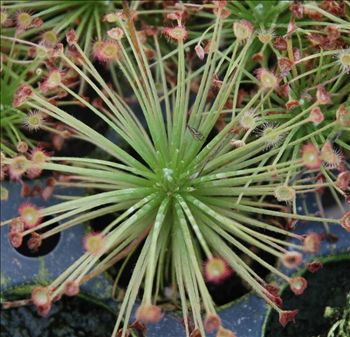 Drosera paradoxa