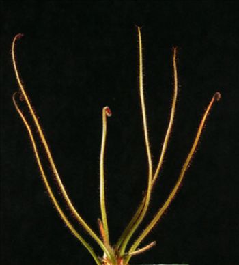 Drosera gramminifloria