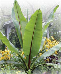 Ensete ventricosum