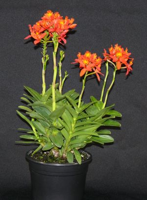 Epidendrum Red Glow