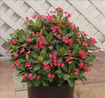 Euphorbia 'Dwarf Apache'