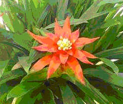 Guzmania 446