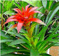 Guzmania Denise