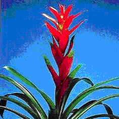 Guzmania Irene