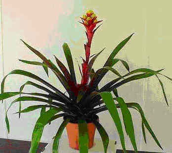 Guzmania Symphony