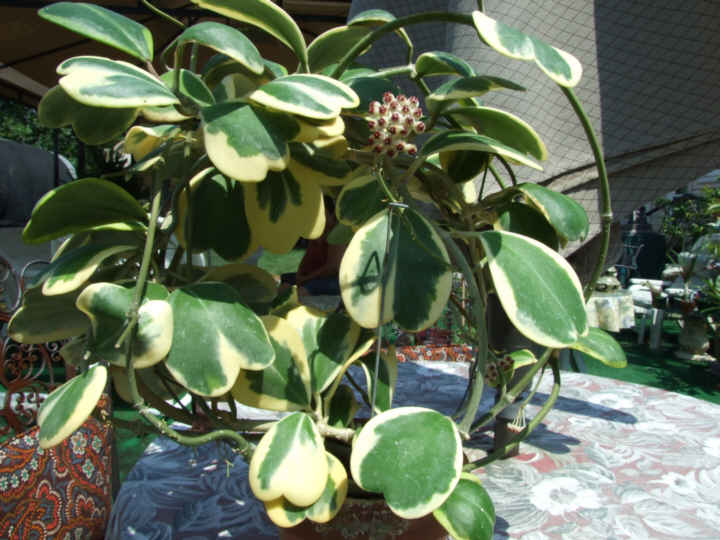 Hoya kerrii variegata