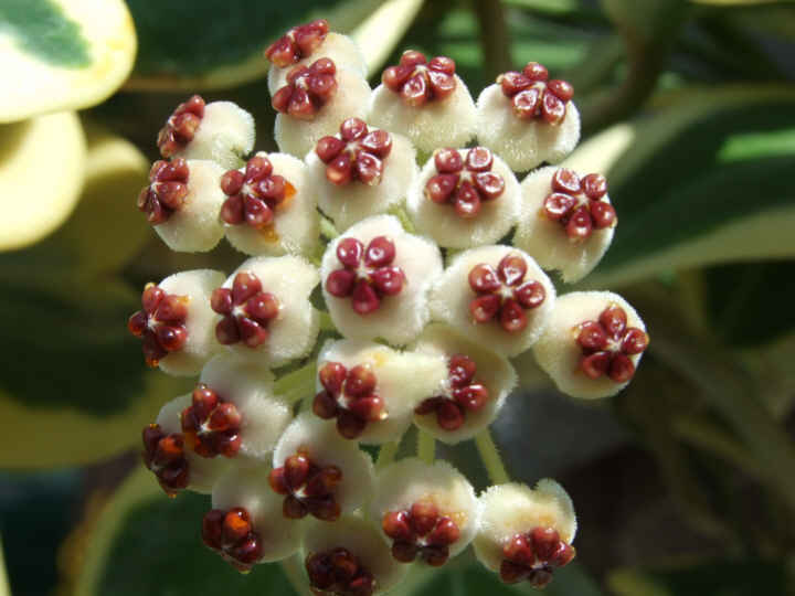 Hoya kerrii variegata flower