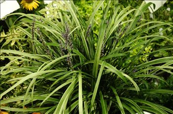 Liriope 'Sno Cone' PPAF