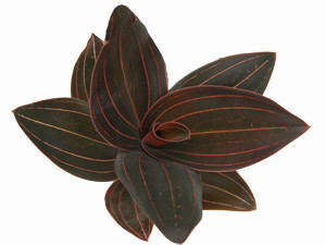 Ludisia Discolor