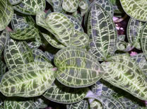 Macodes petola