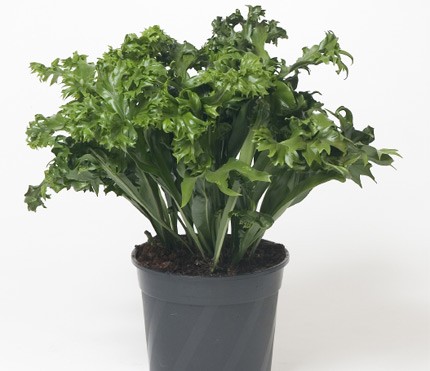 Microsorum punctatum ´Green Flame
