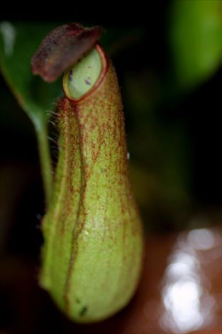 Nepenthes madagascarienses