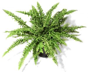 Nephrolepis 'Arianne'