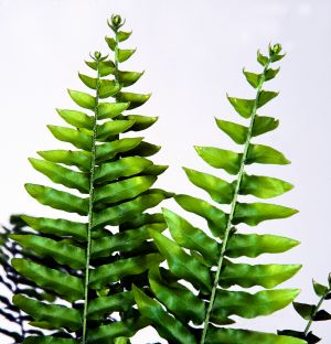 Nephrolepis 'True Boston'