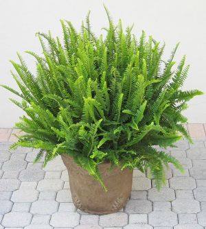 Nephrolepis 'Emerald Queen'
