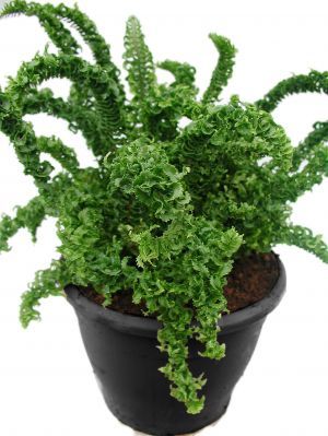 Nephrolepis exaltata 'Emina'