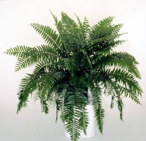 Nephroloepis 'Macho'