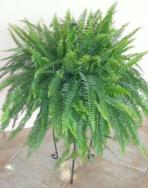 Nephrolepis exaltata 'Nevada'
