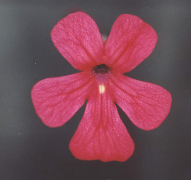 Pinguicula laueana flower