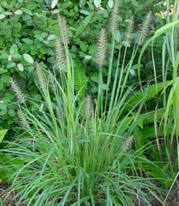 Pennisitum 'Moudry'
