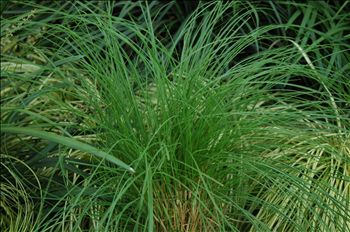 Pemnisetum Setaceum