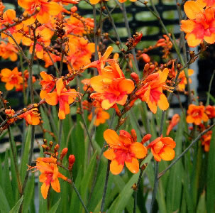 Crocosmia 'Bright Eyes'