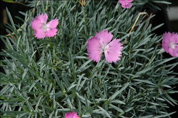 Dianthus 'Fire Witch'