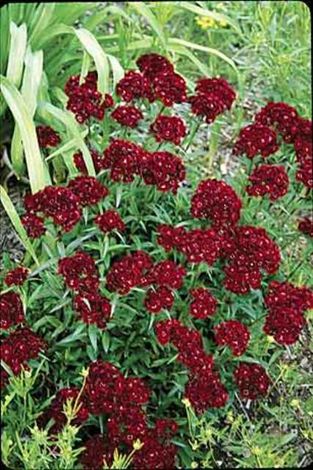 Dianthus 'Heart Attack'