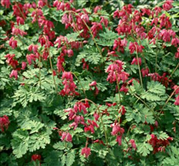 Dicentra formosa 'Luxuriant'