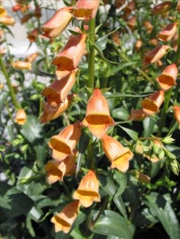 Digitalis 'Gold Crest'